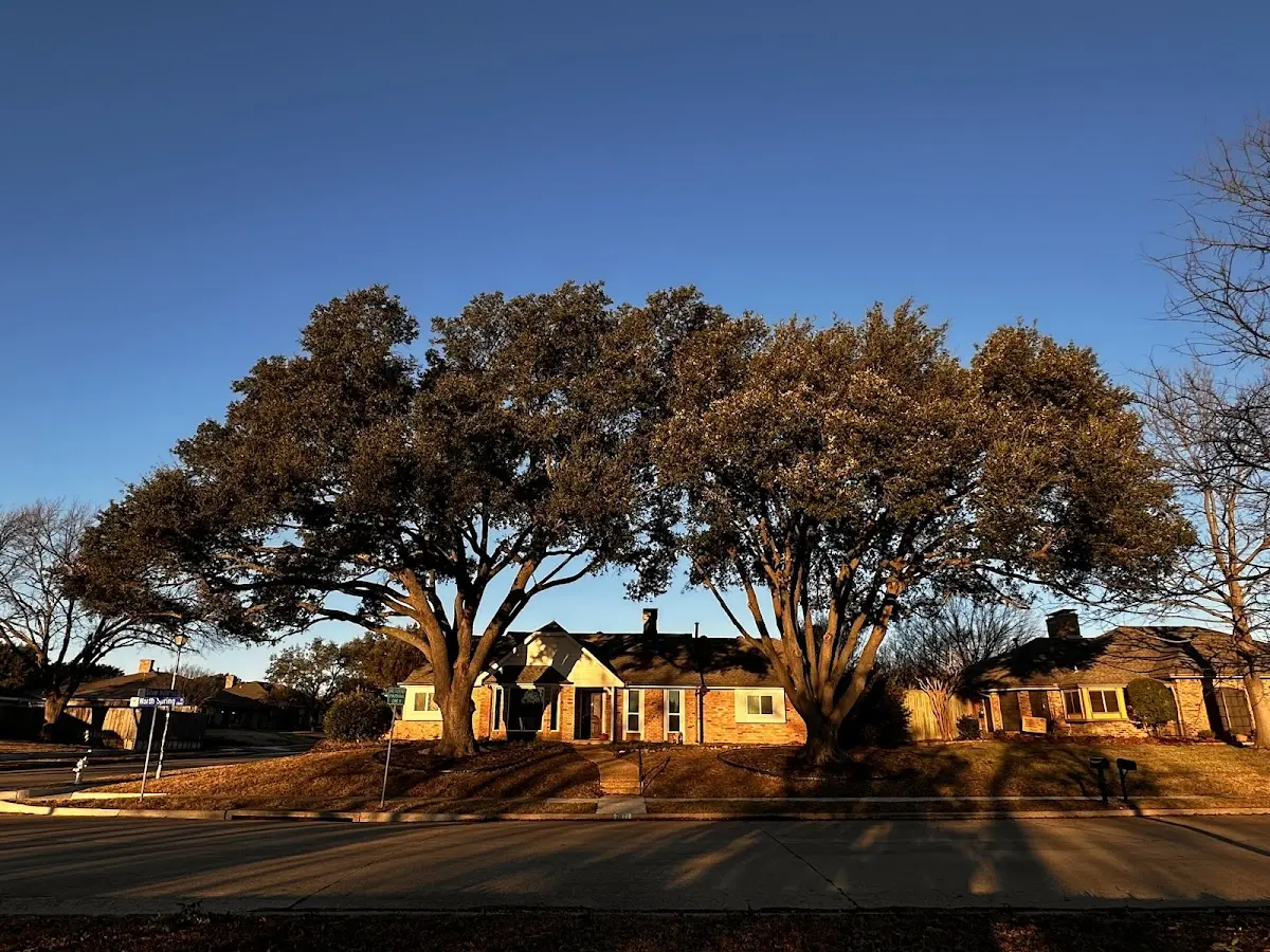 Established residential canopy tree shading a home in New Windsor
