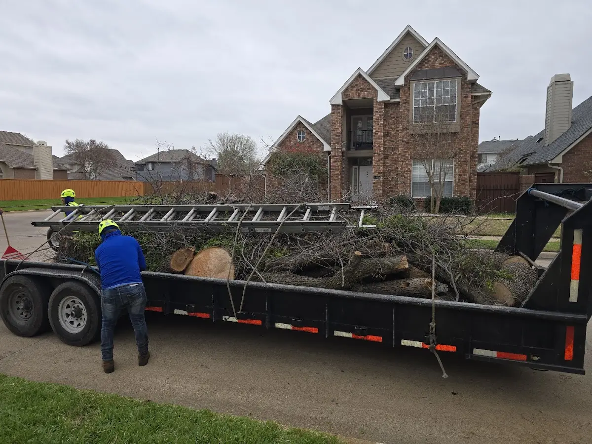 Expert Deadwooding with proper safety equipment in New Windsor
